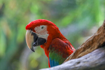 Close up head the red macaw parrot bird in garden