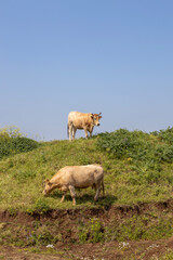 Mucche al pascolo di giorno