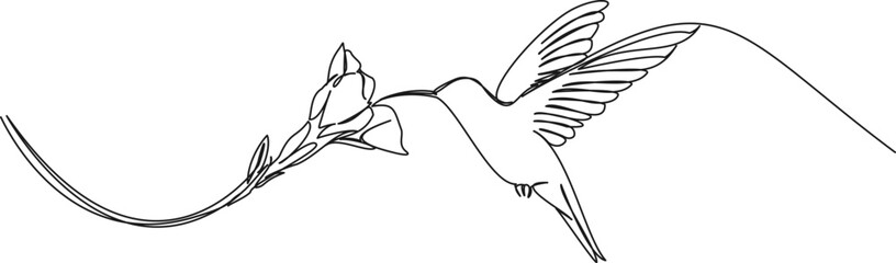 continuous single line drawing of hummingbird hovering while feeding at flower, line art vector illustration