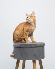 Ginger cat sits on a gray chair looking to the side. Portrait of a funny cat in the studio. Animal on a white background