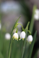 スノーフレークの鈴蘭の白い花