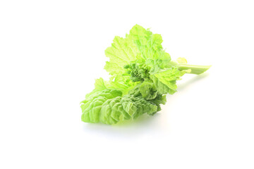 fresh vegetable. rapeseed flower buds on a white background