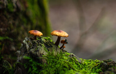 Mythic Hill © Headfork