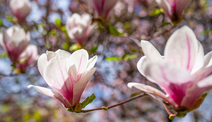 Obraz premium purple flowers on a magnolia tree in early spring