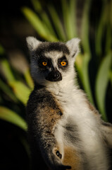 lemur on a tree