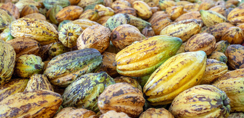 Yellow ripe Cacao pods cocoa fruit organic chocolate farm, cocoa pods background