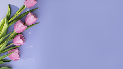 Gently pink tulips on the violet background. Spring background with a bouquet of flowers with copy space. Flat lay, web banner