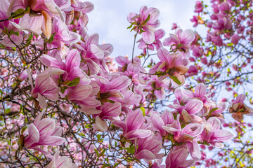 purple flowers on a magnolia tree in early spring