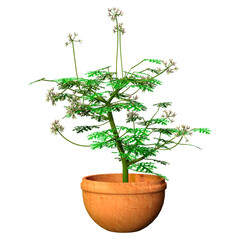 3D Rendering Pelargonium Plant on White