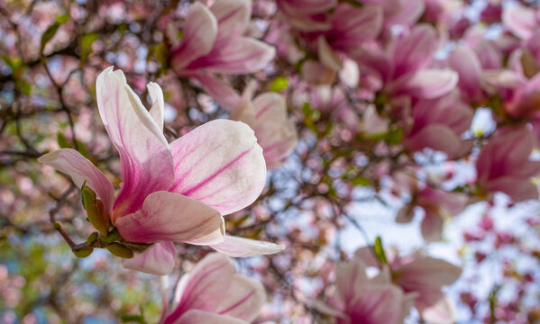 purple flowers on a magnolia tree in early spring © Vera Kuttelvaserova