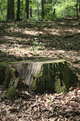 An old tree stump standing in the meadow.