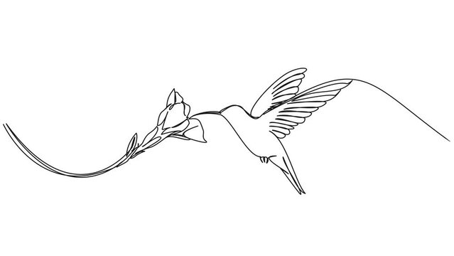 animated continuous single line drawing of hummingbird hovering while feeding at flower, line art animation