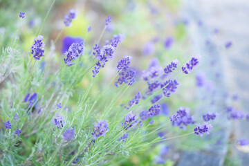 Naklejka premium ラベンダーの花