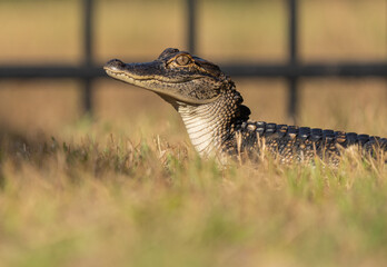 Alligator posing