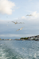 Fototapeta na wymiar Seagulls flying above sea with Istanbul coastline at background in Turkey.