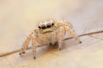 Macro jumping spider on dry leaf in garden