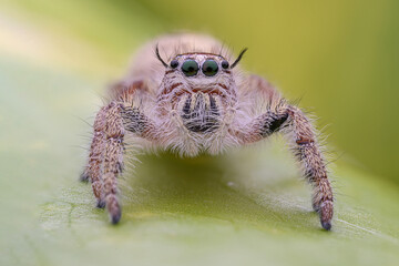 Macro jumping spider on dry leaf in garden