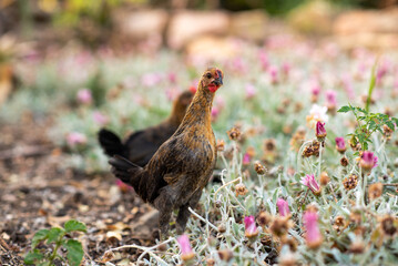 A brown chicken stands in a field of flowers