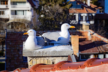 Seagull on the roof close up, sea birds in Bulgaria