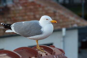 Seagull on the roof close up, sea birds in Bulgaria