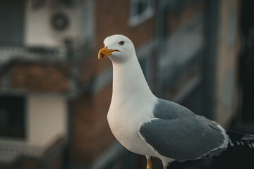 Seagull on the roof close up, sea birds in Bulgaria