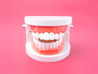 The acrylic human jaw model for studying oral hygiene on pink color background.