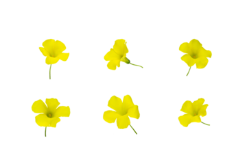 Stems of meadow field  buttercup yellow flowers isolated on white background with clipping path. Full Depth of field. Focus stacking. PNG