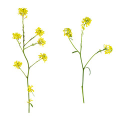 Stems of meadow grass with yellow flowers isolated on white background with clipping path. Full Depth of field. Focus stacking. PNG