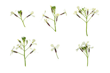 Stems of meadow grass with white flowers isolated on white background with clipping path. Full Depth of field. Focus stacking. PNG