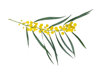 Bouquet of fresh spring yellow flower mimosa isolated on white background, as a gift for Mom's day or Valentine's day. Floral symbol of spring, heat and sun, png, DOF. Shallow depth of field