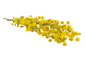 Bouquet of fresh spring yellow flower mimosa isolated on white background, as a gift for Mom's day or Valentine's day. Floral symbol of spring, heat and sun, png, DOF. Shallow depth of field