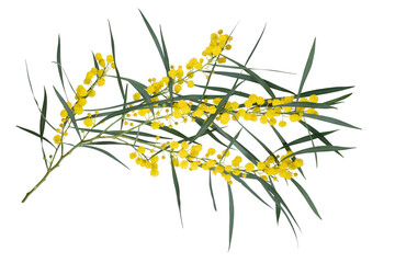 Bouquet of fresh spring yellow flower mimosa isolated on white background, as a gift for Mom's day...