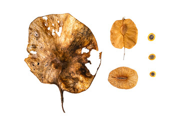 Winged dispersal seeds, flying seeds Isolated on white background with clipping path. Top view of different kinds of winged dispersal seed carrying by wind in summer season.