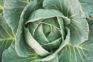 green cabbage in the garden