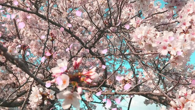 桜の花びらが舞い散るループ_斜め_実写背景付_A