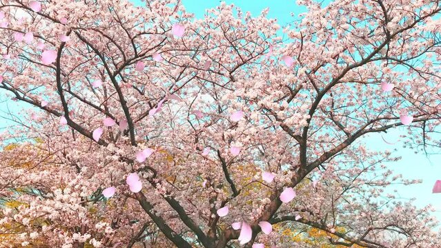 桜の花びらが舞い散るループ_斜め_実写背景付_B
