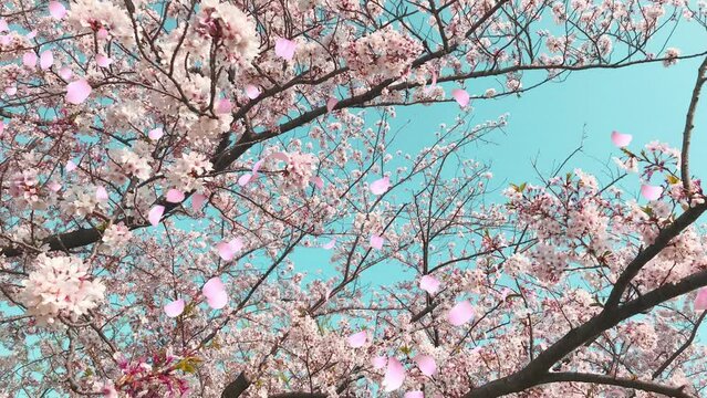 桜の花びらが舞い散るループ_斜め_実写背景付_E