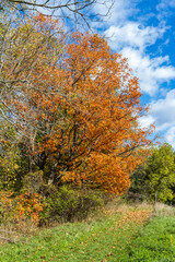 Fototapeta na wymiar Autumn landscape, Bruce Trail hiking path, Ontario, Canada