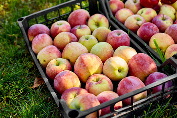 Harvest of fresh organic red apples in the black boxes, harvest, local market or supermarket, Ukraine apples.