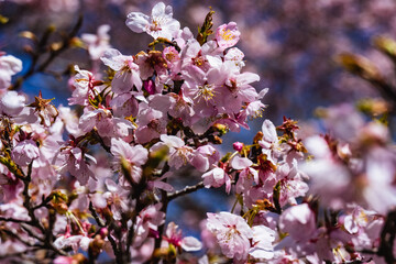 長湯温泉の大漁桜