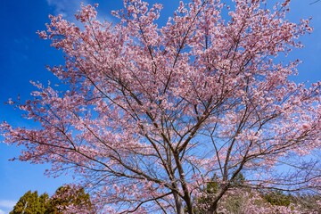 Naklejka premium 長湯温泉の大漁桜