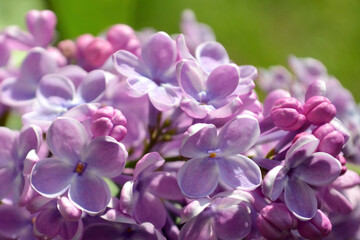 Lilac in botanical garden. Purple flower in spring in natural habitat. Lush bud variety