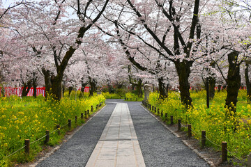 Fototapeta na wymiar 満開の桜が咲き誇る京都市平野神社の桜苑