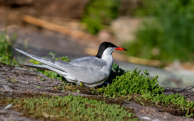 black headed tern