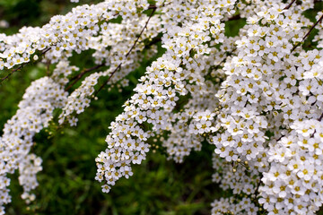 Snowmound spirea flowers Spiraea nipponica bloom in the Spring
