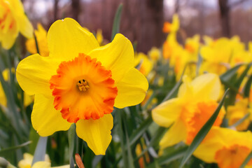yellow narcissus. meadow with yellow narcissists in spring