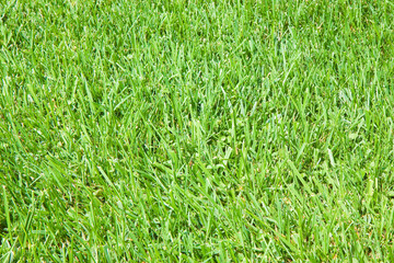 Industrial production of artificial and cultiavated green mowed lawn in sandy soil