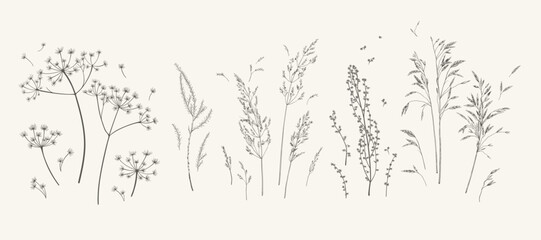 Set with meadow herbs. Botanical collection with dried plants. Black and white. Line art. Vector illustration.