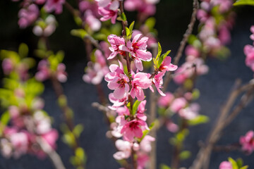 Obraz premium Peach tree flower blossom. Beautiful pink flowers in spring
