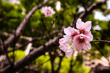 Beautiful white sakura in winter. Blurred background